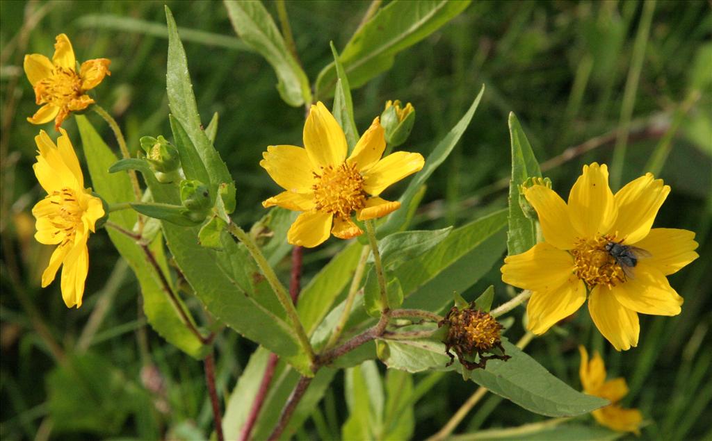 Guizotia abyssinica (door Willem Braam)