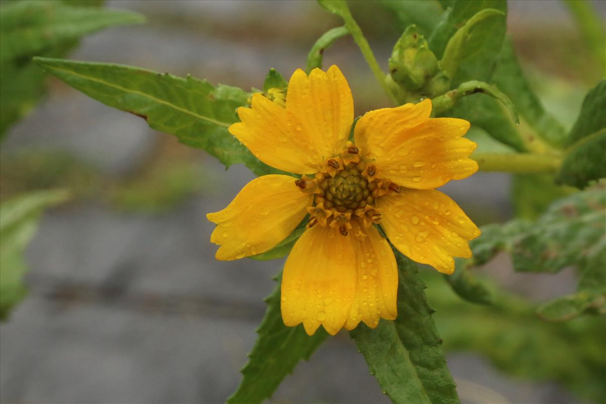 Guizotia abyssinica (door Willem Braam)