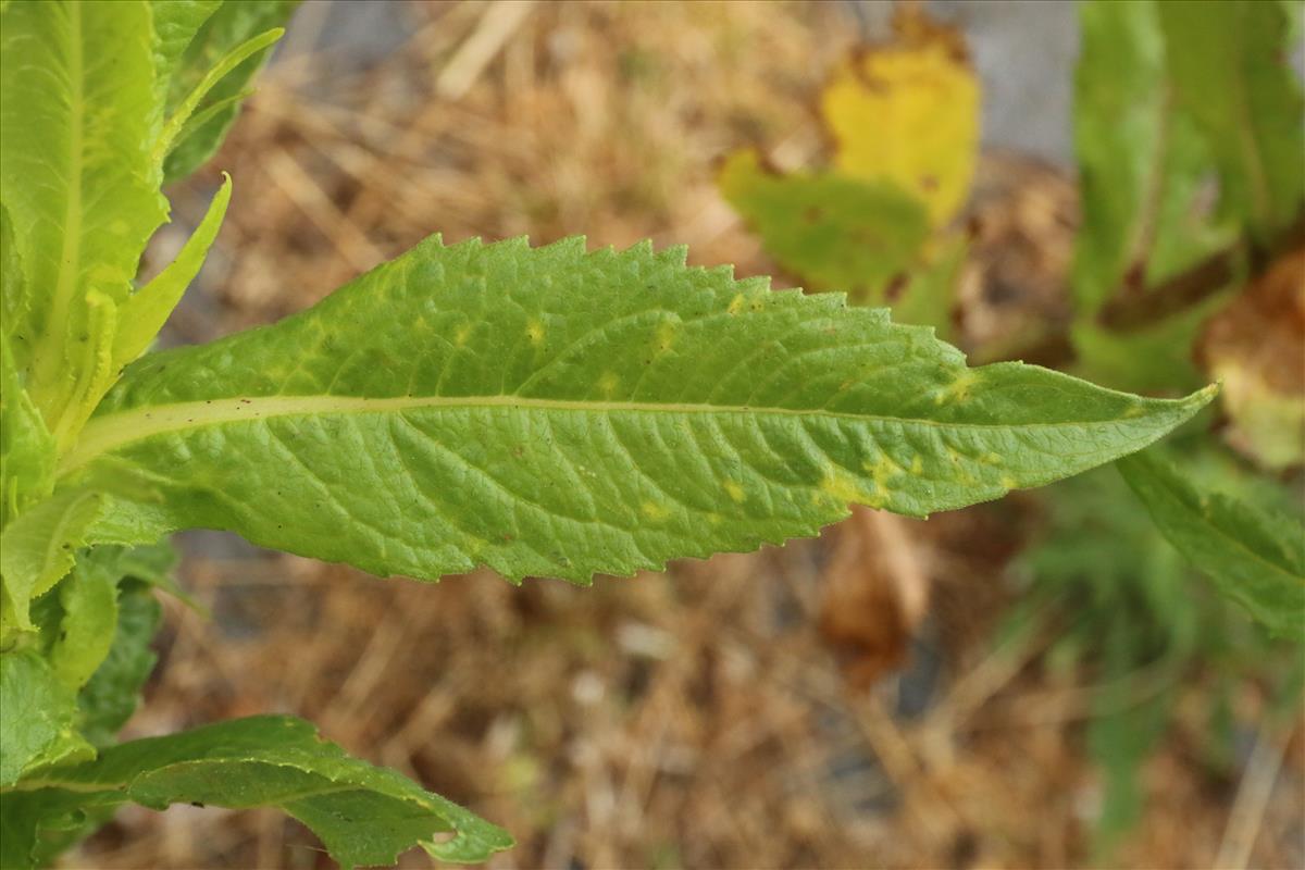 Guizotia abyssinica (door Willem Braam)