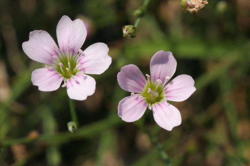 Gypsophila muralis (door Willem Braam)