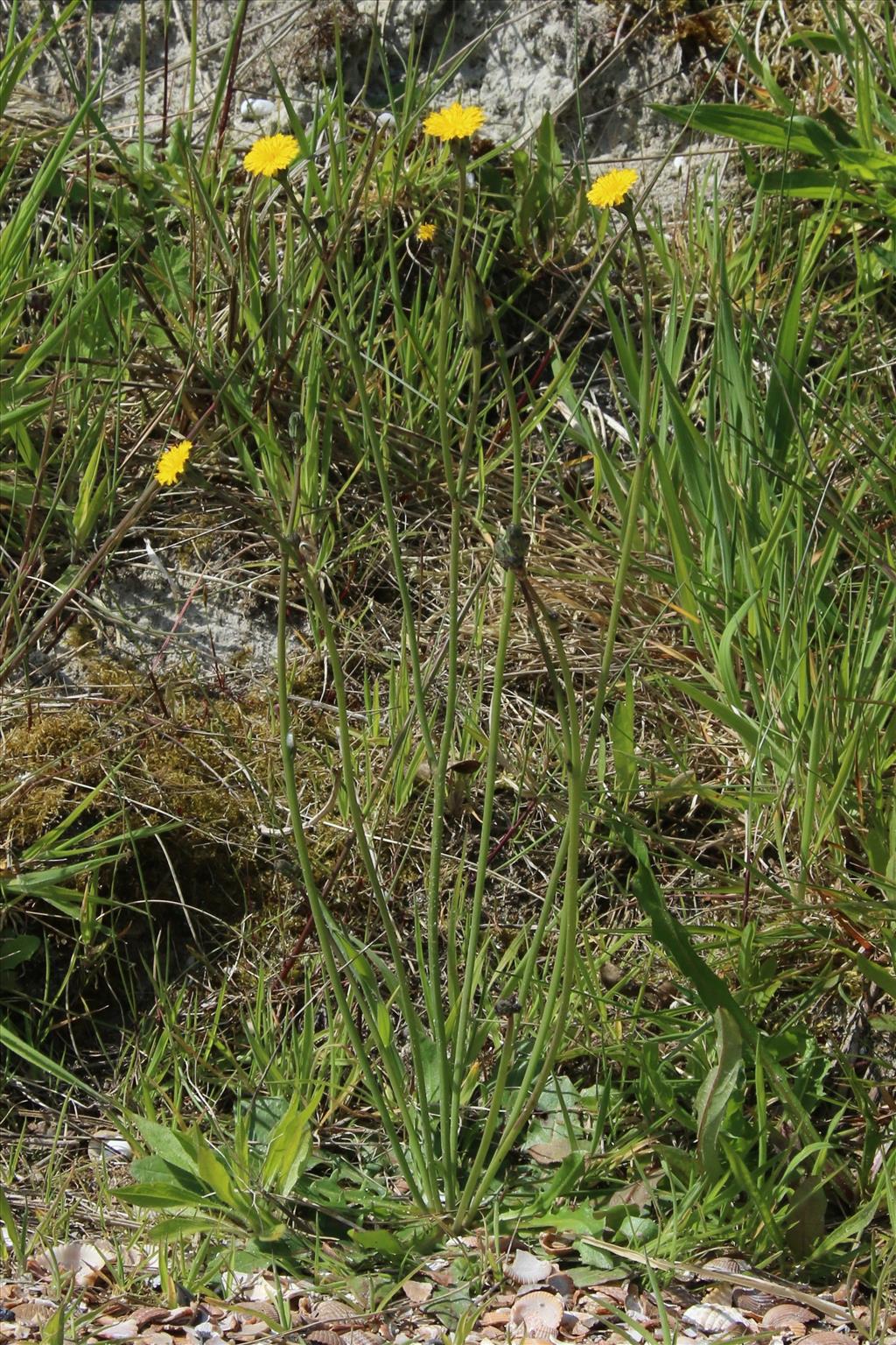 Hypochaeris glabra (door Willem Braam)