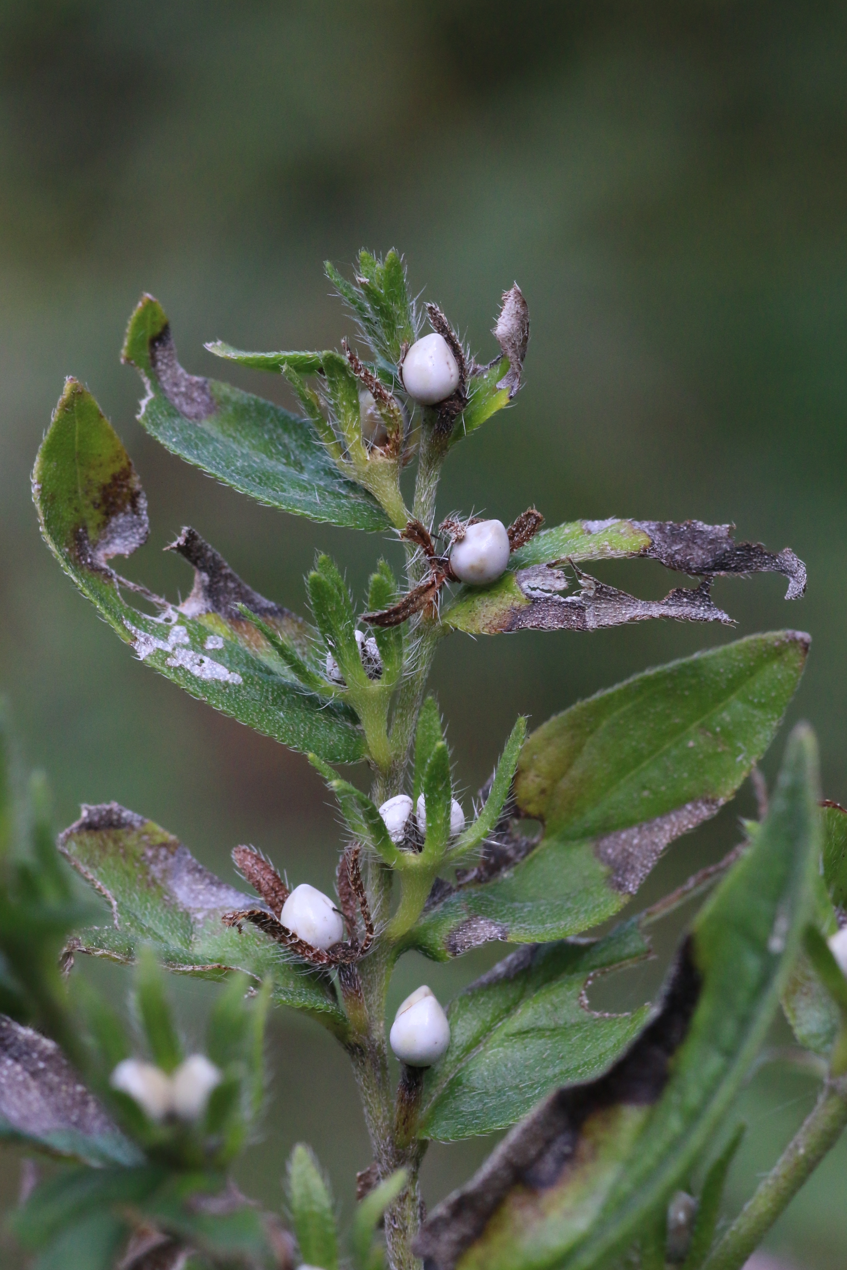 Lithospermum officinale (door Willem Braam)