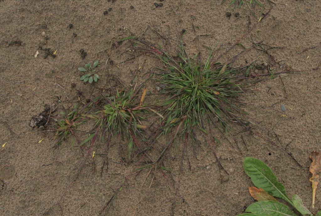 Digitaria ischaemum (door Willem Braam)