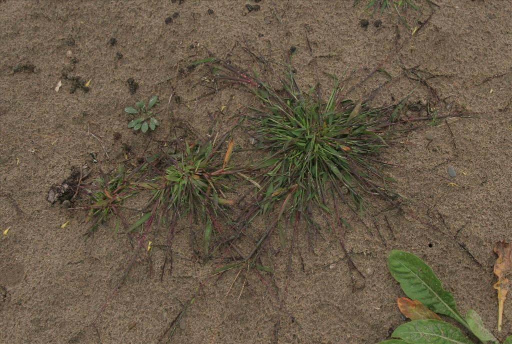 Digitaria ischaemum (door Willem Braam)