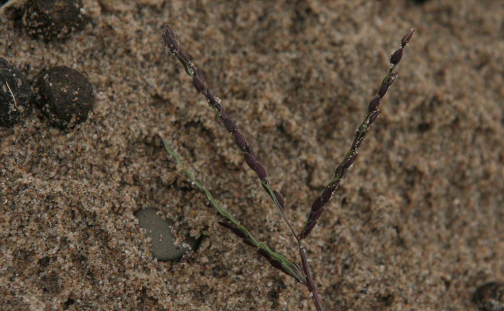 Digitaria ischaemum (door Willem Braam)