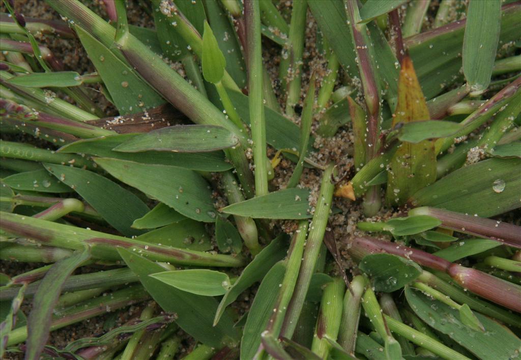 Digitaria ischaemum (door Willem Braam)