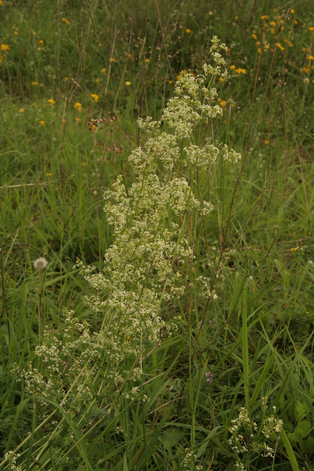 Galium mollugo subsp. erectum (door Willem Braam)