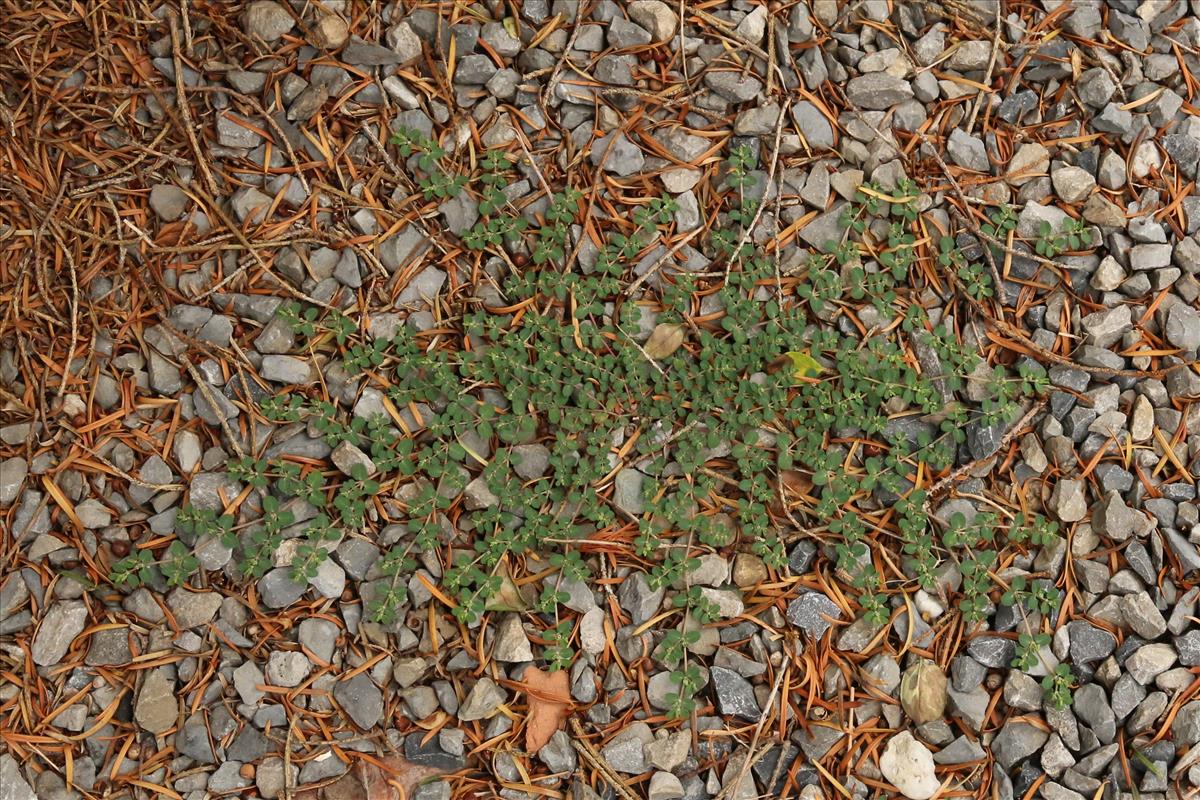 Euphorbia serpens (door Willem Braam)