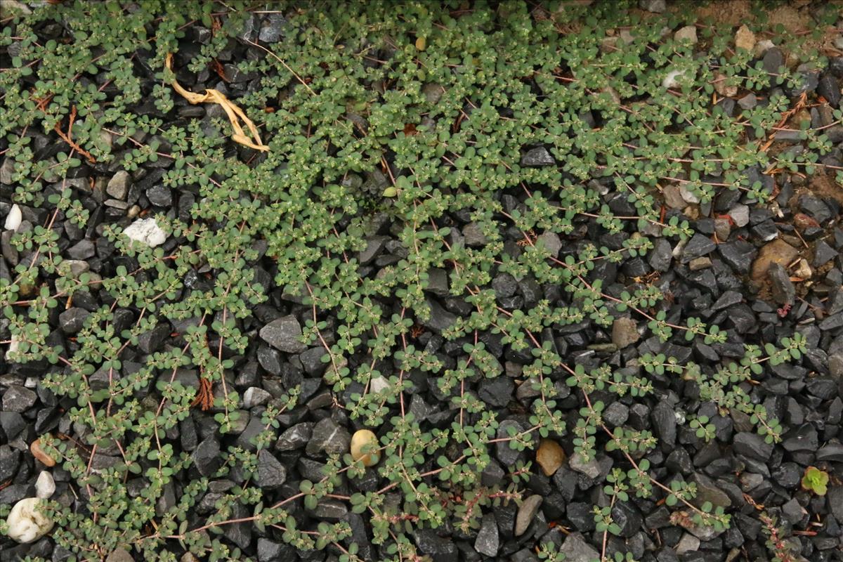 Euphorbia serpens (door Willem Braam)