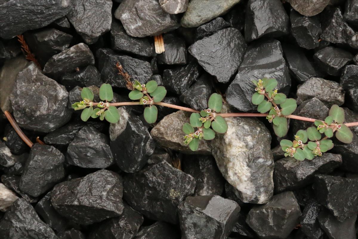 Euphorbia serpens (door Willem Braam)