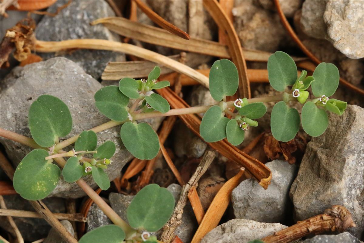 Euphorbia serpens (door Willem Braam)