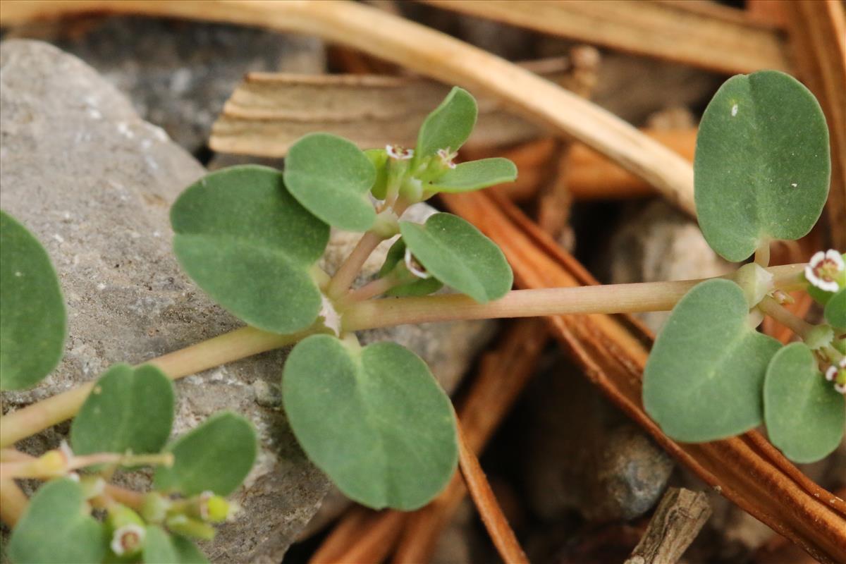 Euphorbia serpens (door Willem Braam)