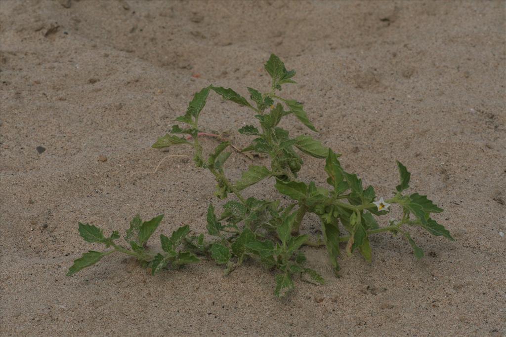 Solanum nitidibaccatum (door Willem Braam)