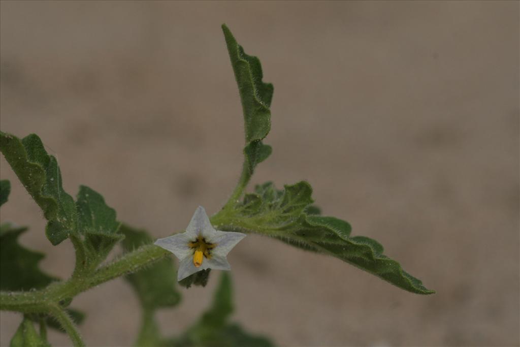 Solanum nitidibaccatum (door Willem Braam)