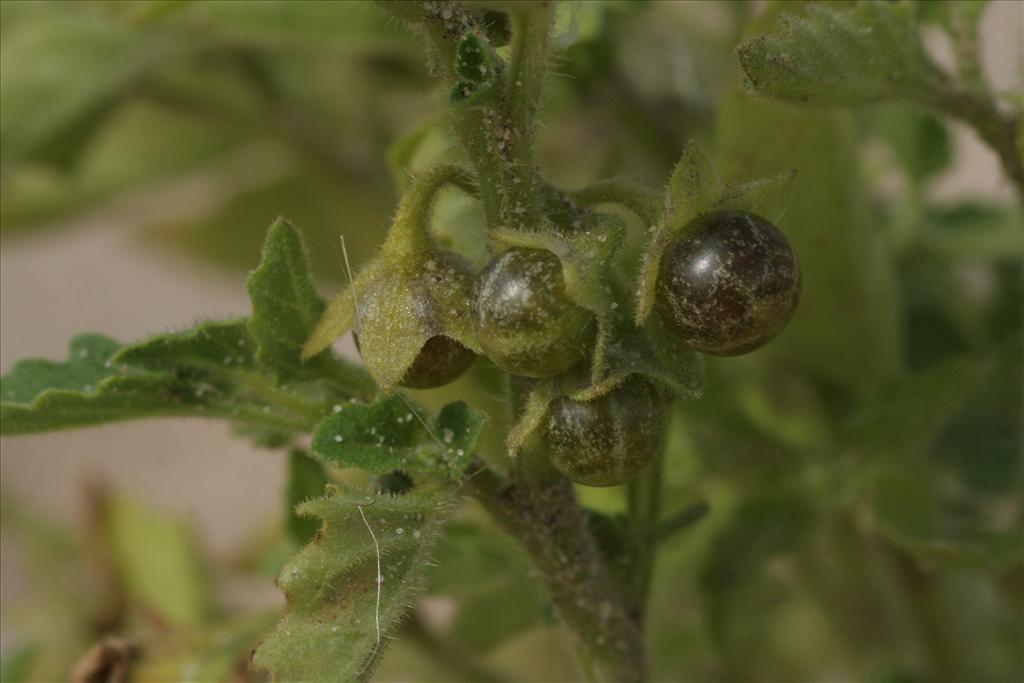 Solanum nitidibaccatum (door Willem Braam)