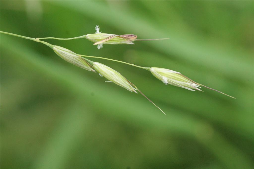 Arrhenatherum elatius subsp. elatius (door Willem Braam)