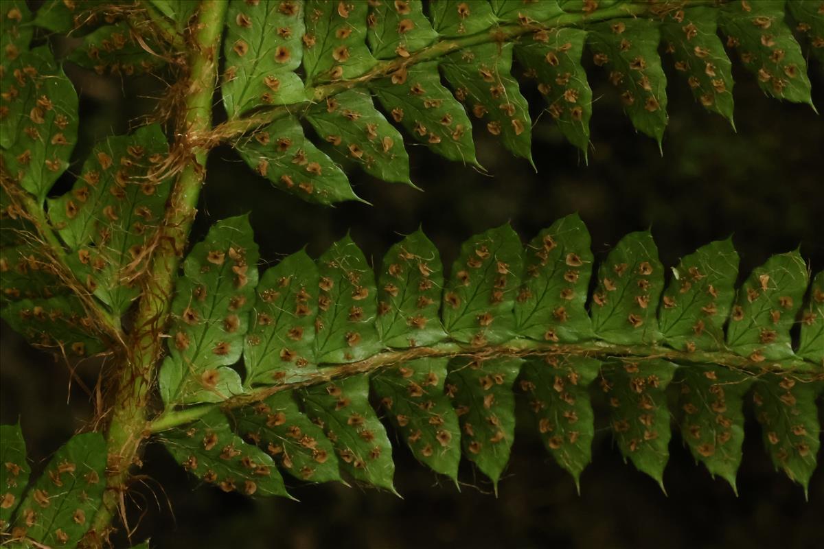 Polystichum polyblepharum (door Willem Braam)
