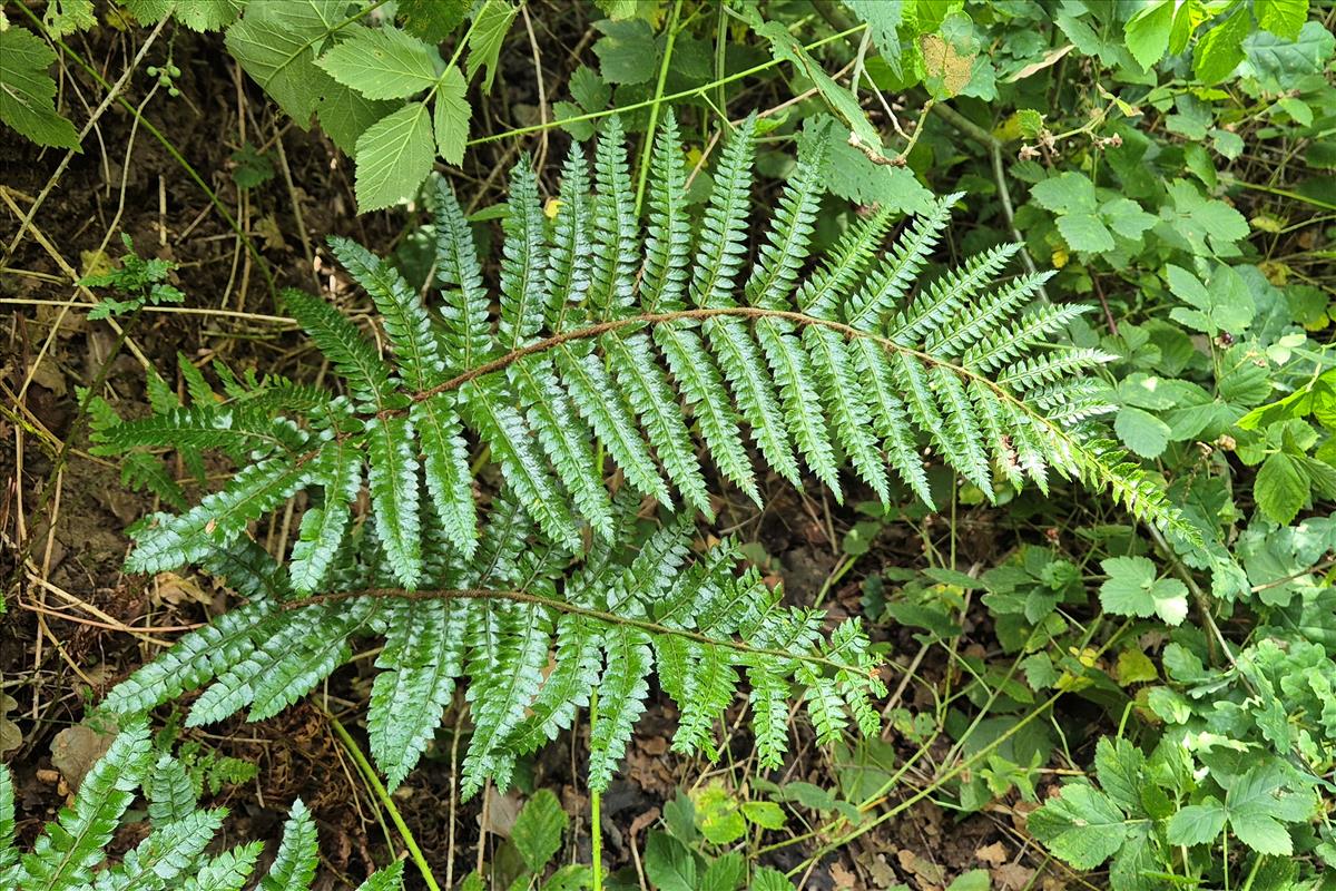 Polystichum polyblepharum (door Willem Braam)