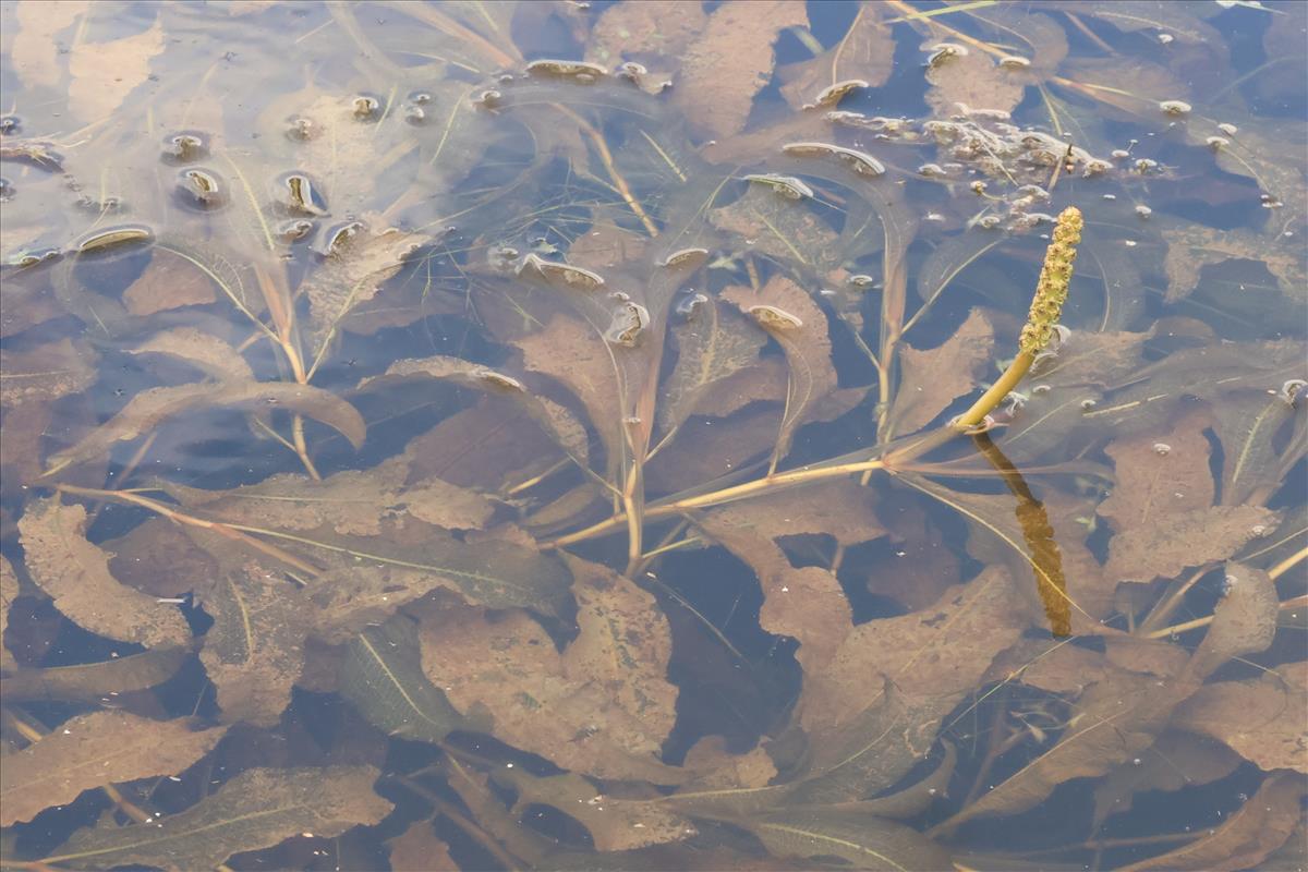 Potamogeton lucens (door Willem Braam)