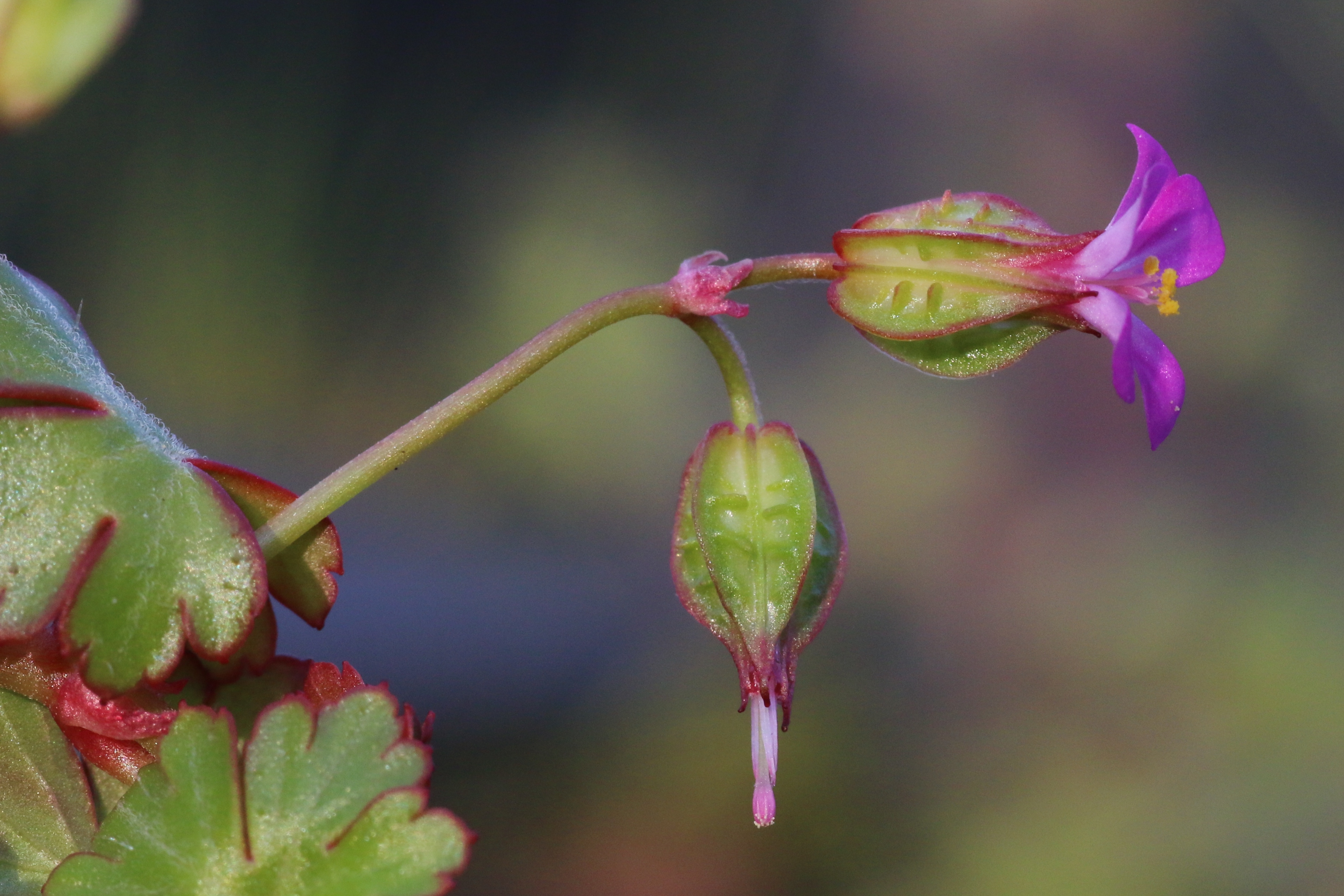 Geranium lucidum (door Willem Braam)