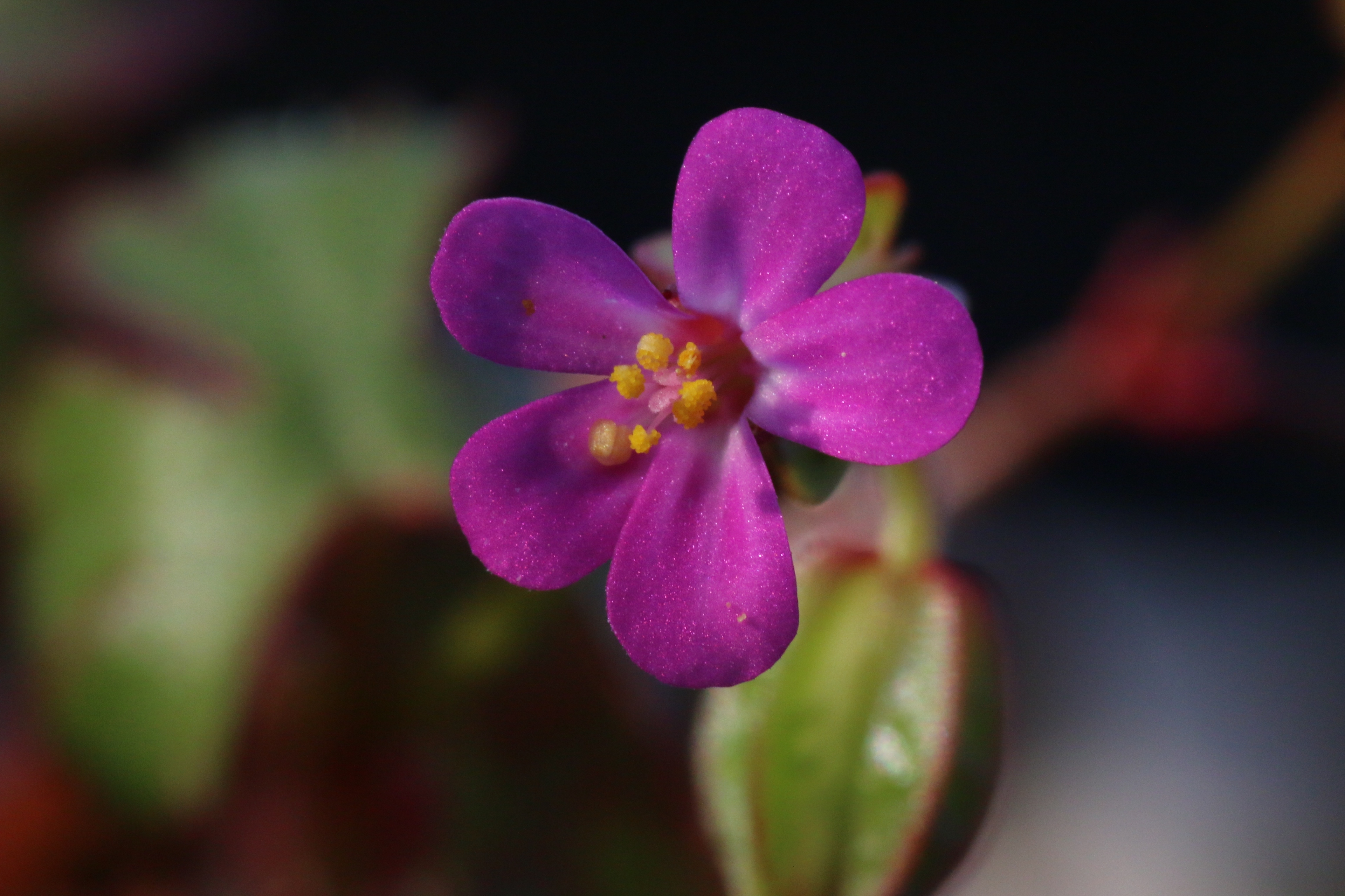 Geranium lucidum (door Willem Braam)