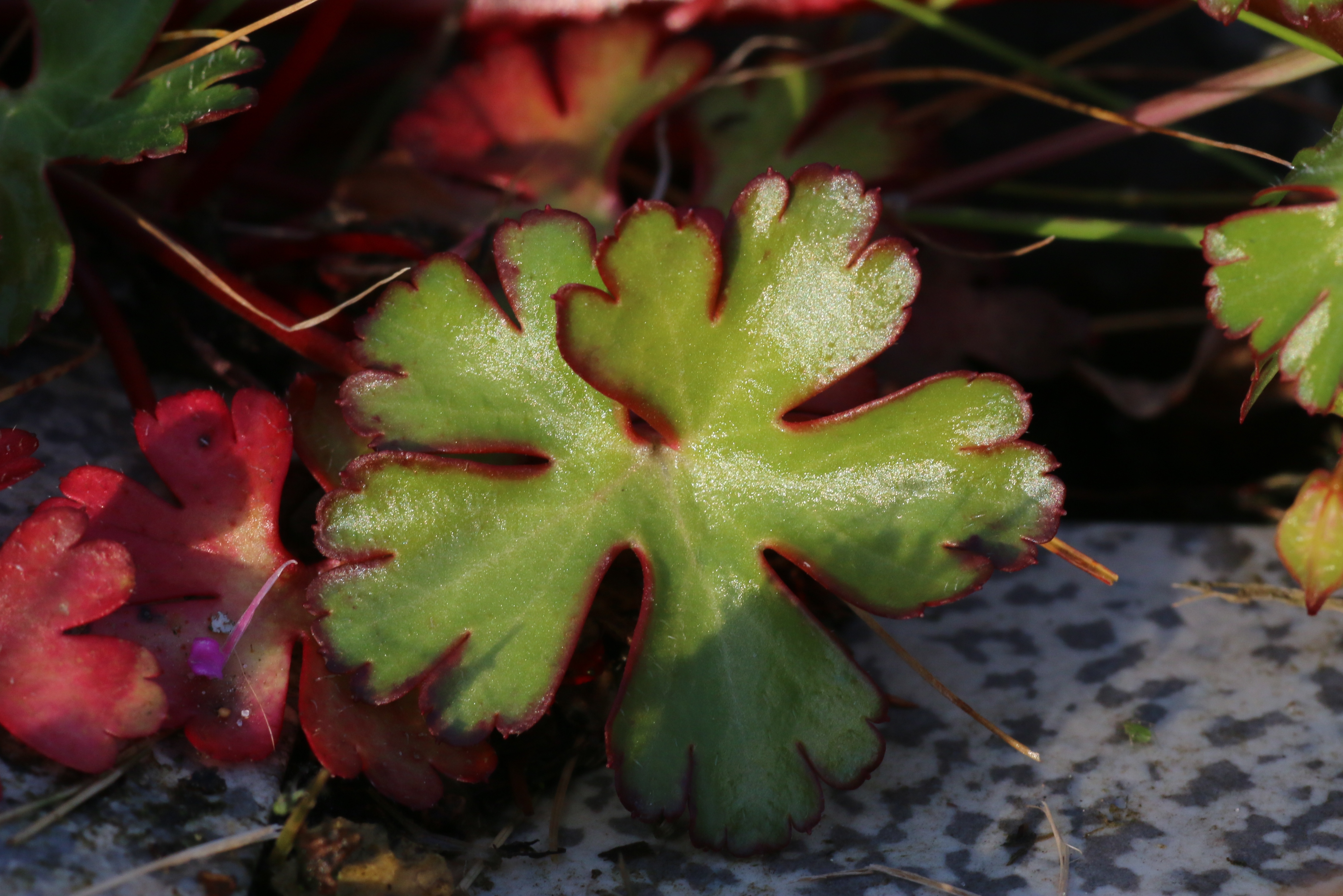 Geranium lucidum (door Willem Braam)