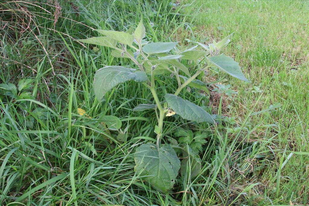 Physalis peruviana (door Willem Braam)