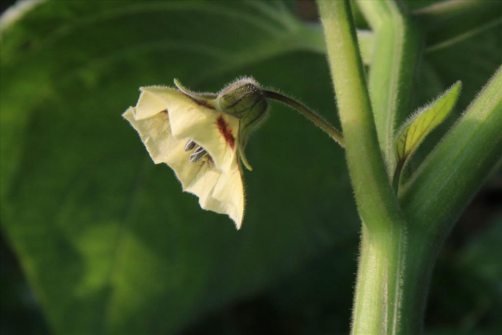 Physalis peruviana (door Willem Braam)