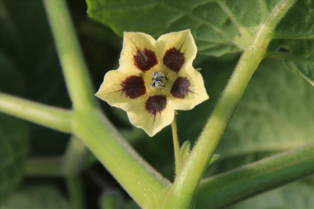 Physalis peruviana (door Willem Braam)