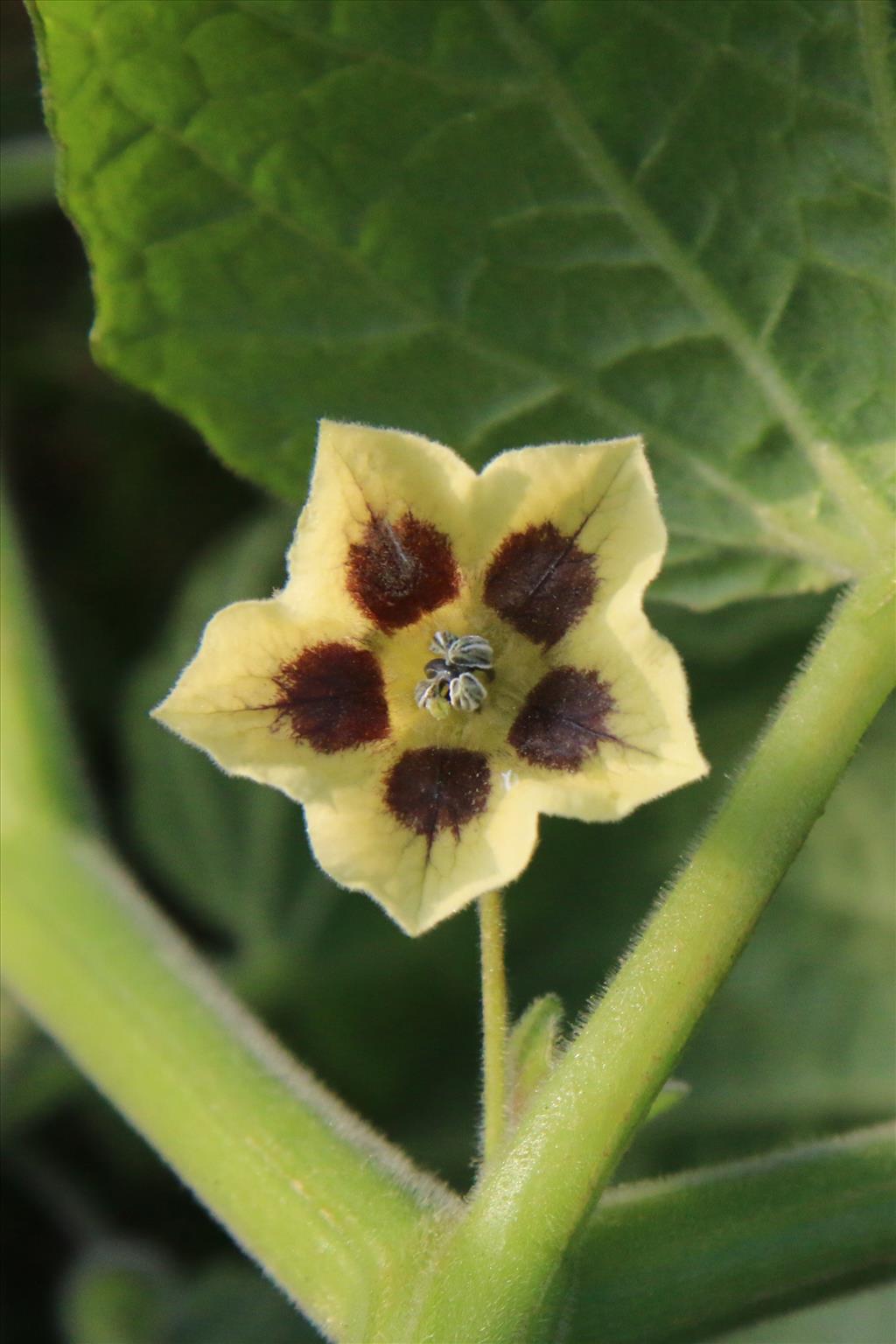 Physalis peruviana (door Willem Braam)