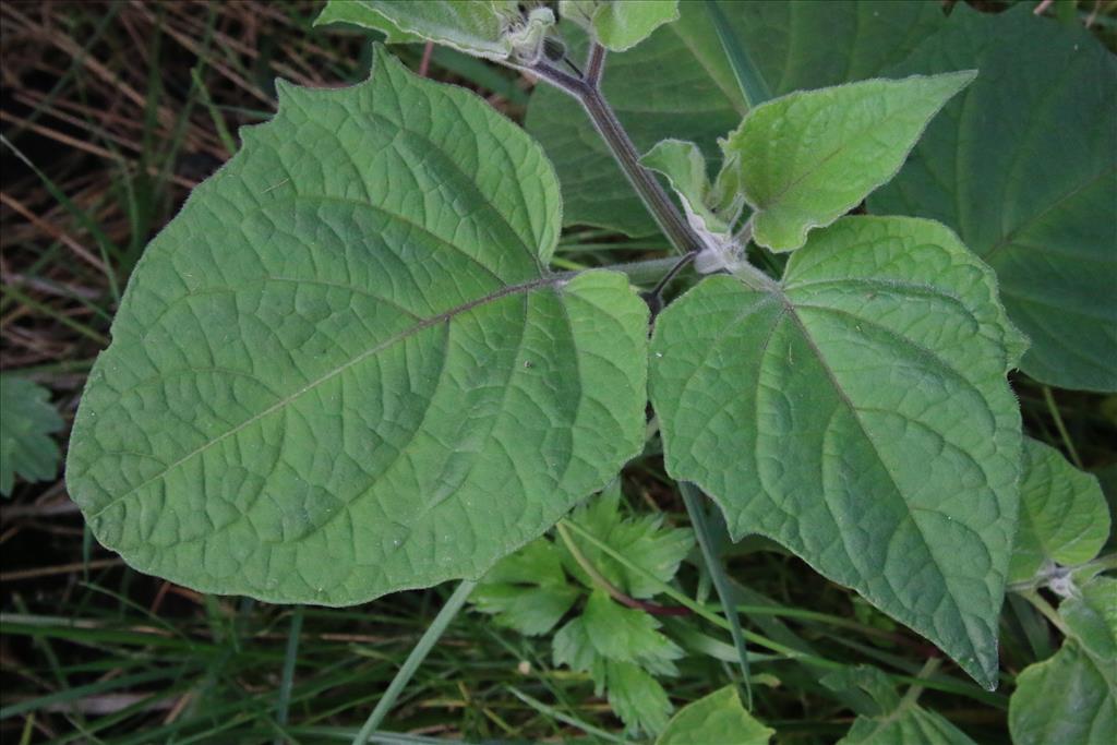 Physalis peruviana (door Willem Braam)