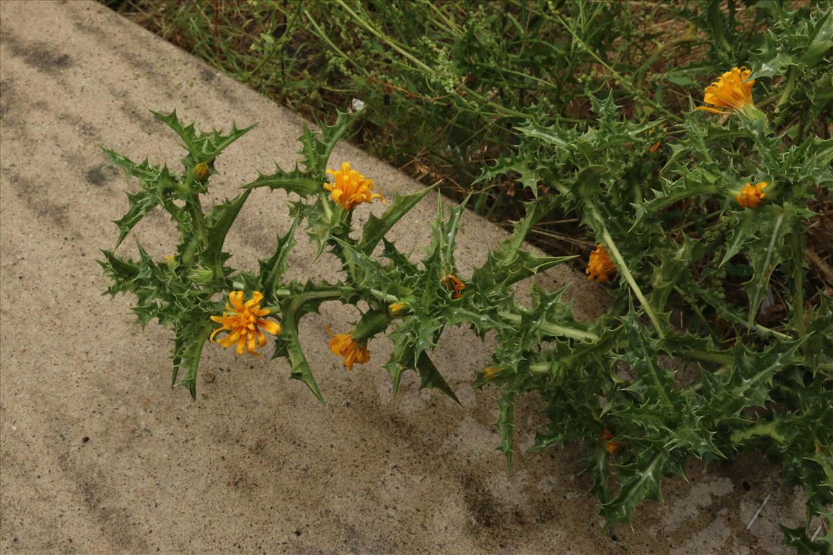 Scolymus hispanicus (door Willem Braam)