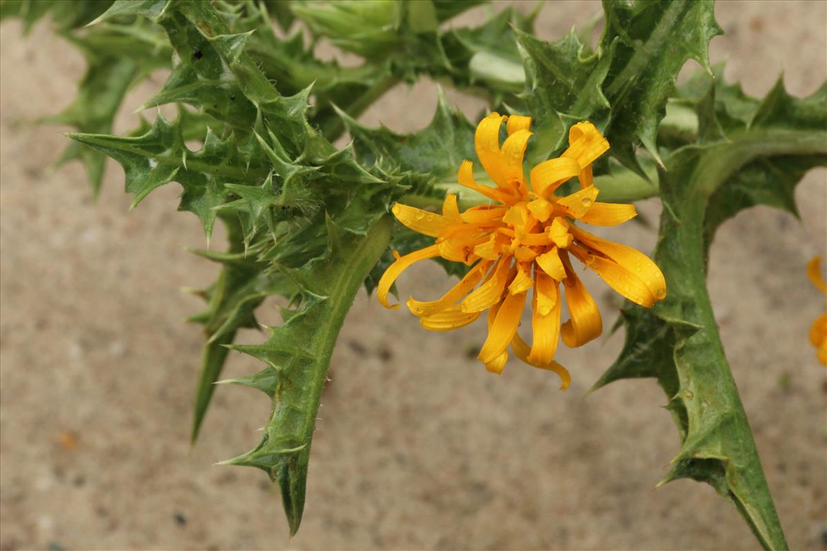 Scolymus hispanicus (door Willem Braam)