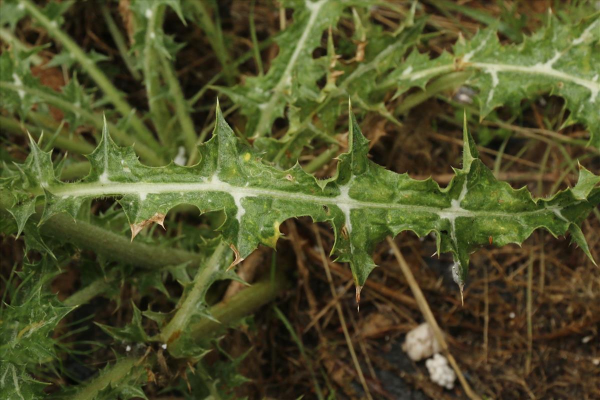 Scolymus hispanicus (door Willem Braam)