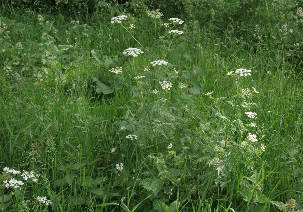 Chaerophyllum aureum (door Willem Braam)