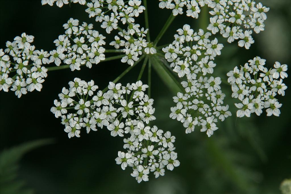 Chaerophyllum aureum (door Willem Braam)