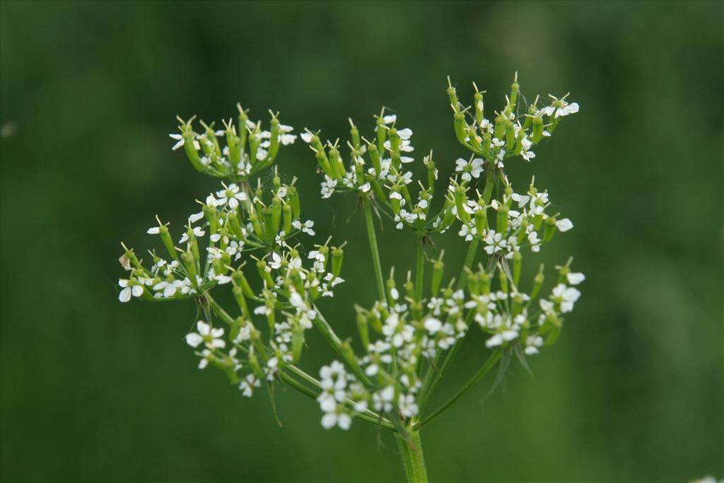 Chaerophyllum aureum (door Willem Braam)