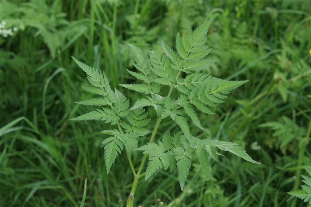 Chaerophyllum aureum (door Willem Braam)