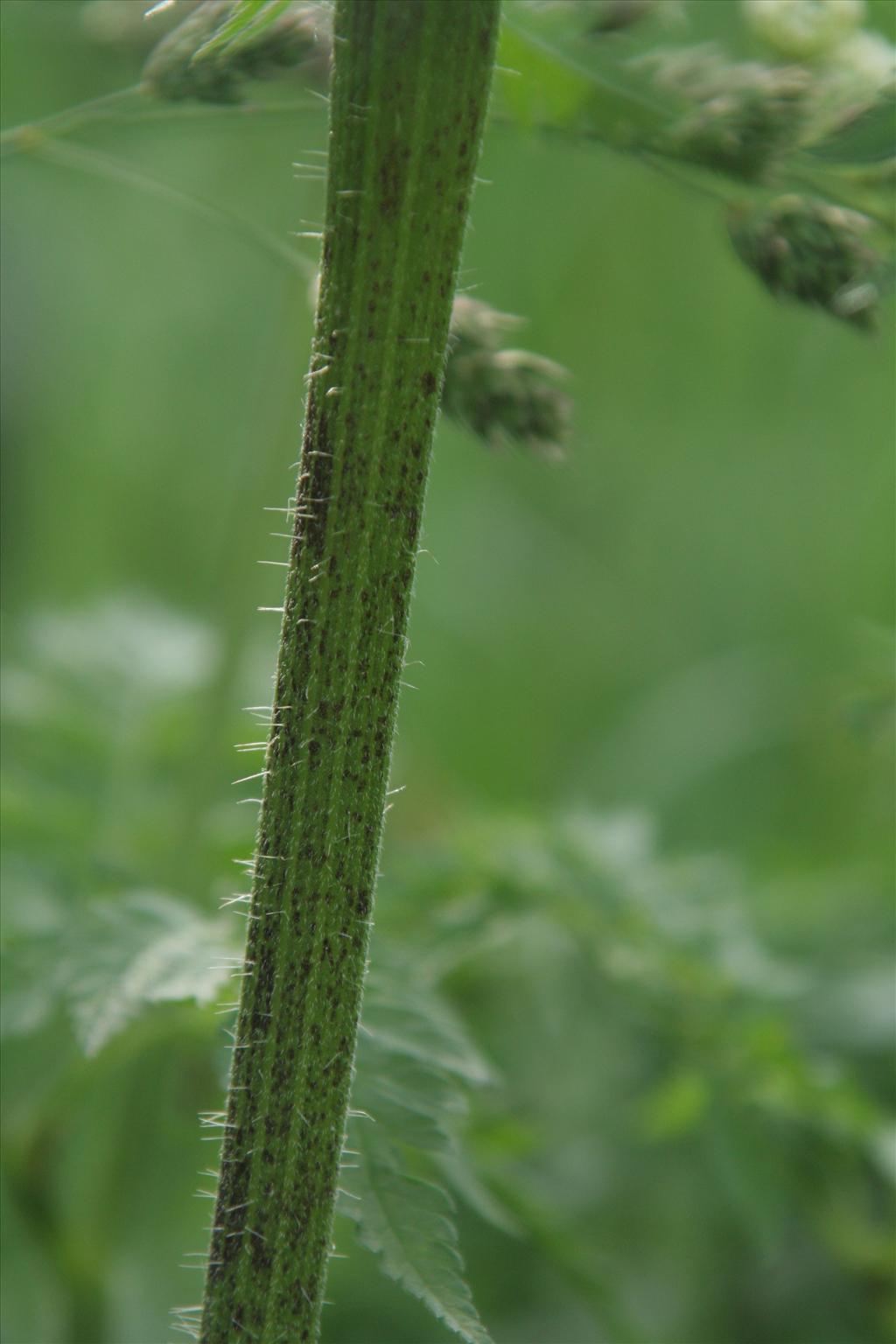 Chaerophyllum aureum (door Willem Braam)