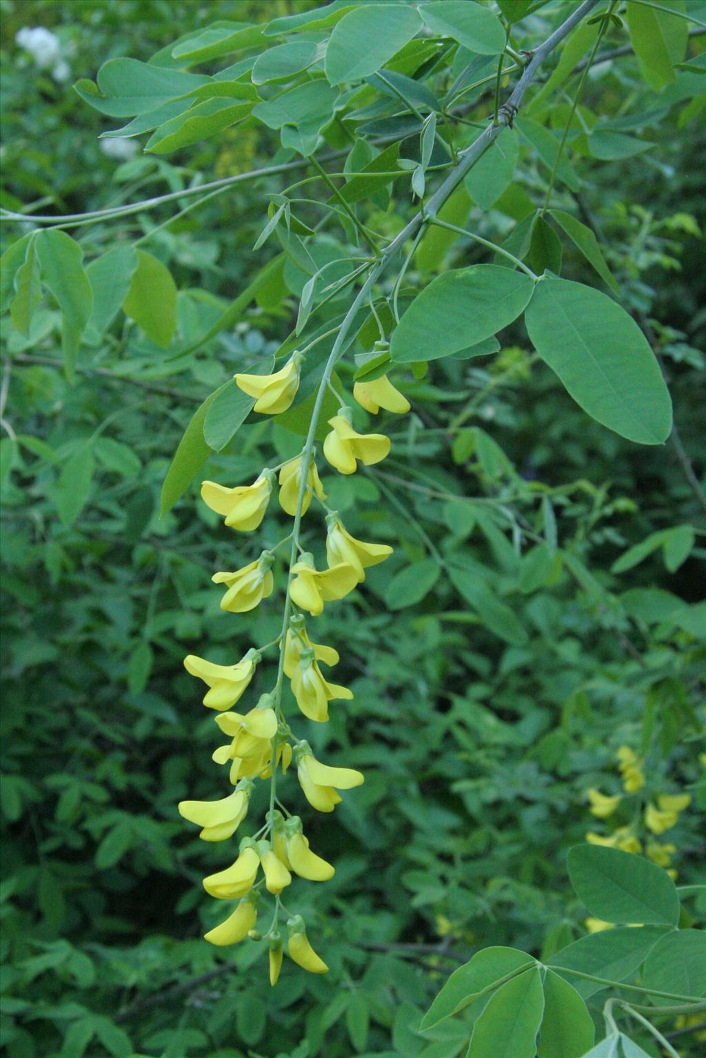 Laburnum anagyroides (door Willem Braam)