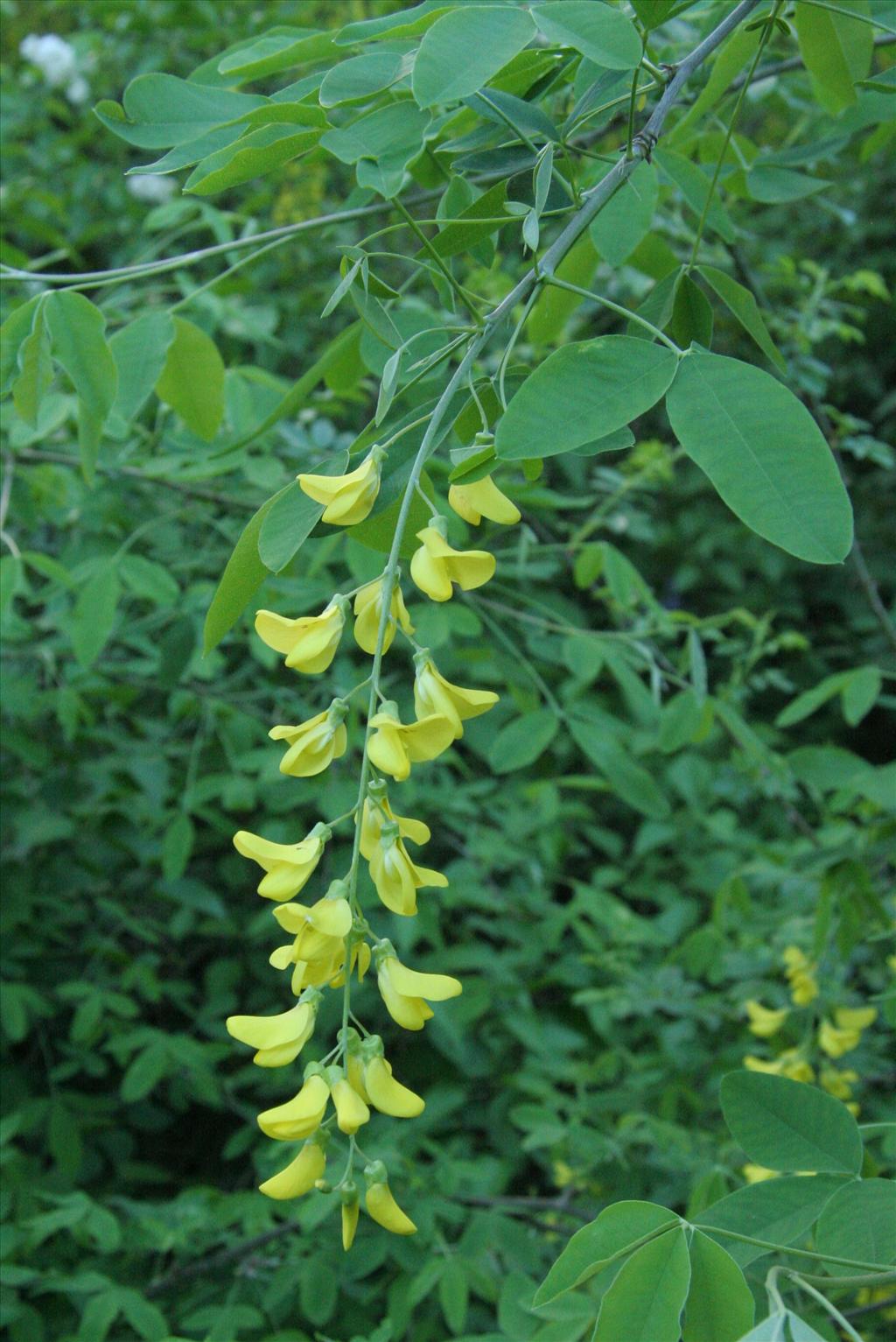 Laburnum anagyroides (door Willem Braam)