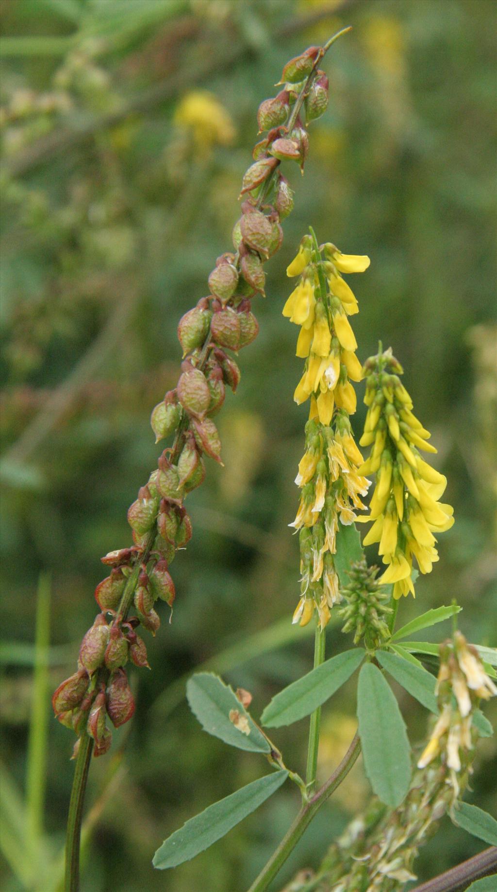 Melilotus altissimus (door Willem Braam)