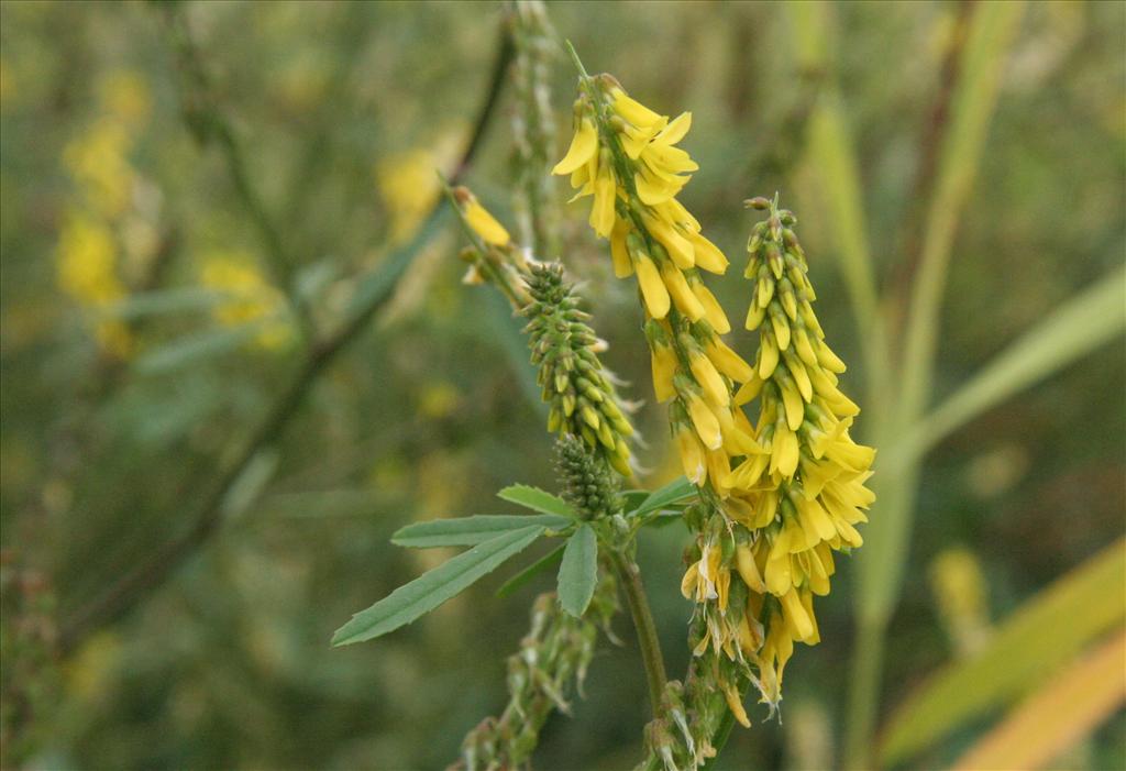 Melilotus altissimus (door Willem Braam)