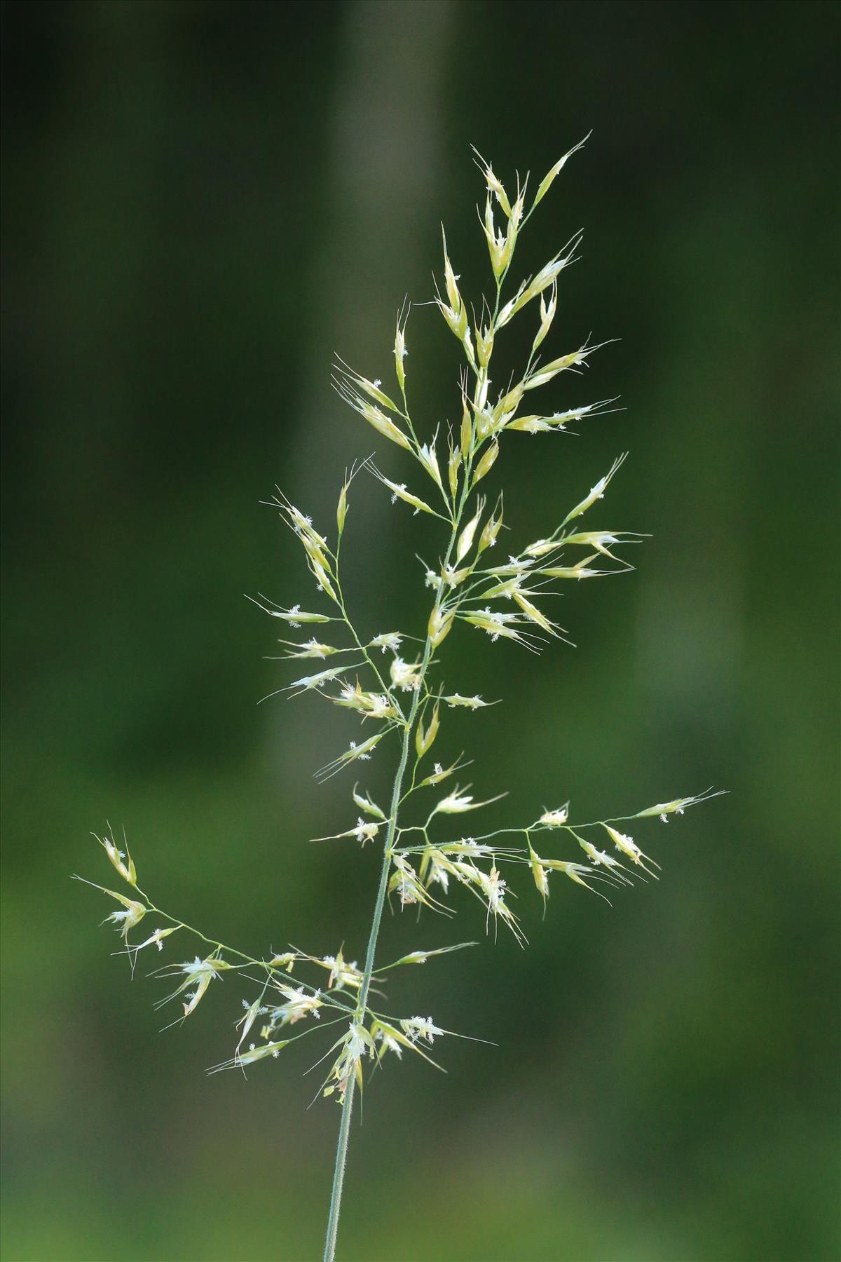 Trisetum flavescens (door Willem Braam)