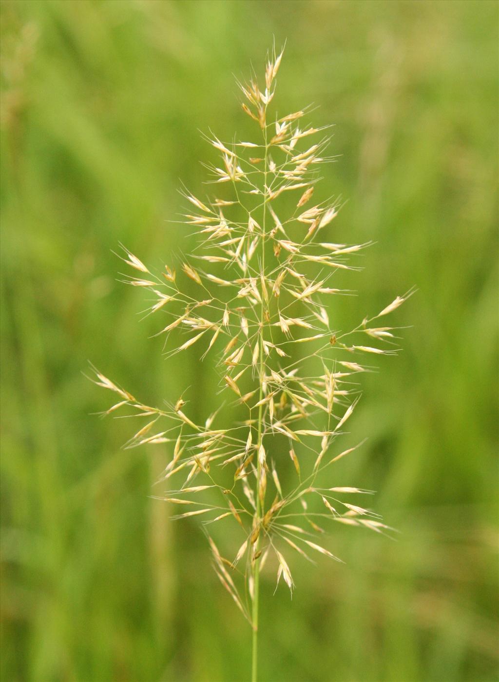 Trisetum flavescens (door Willem Braam)