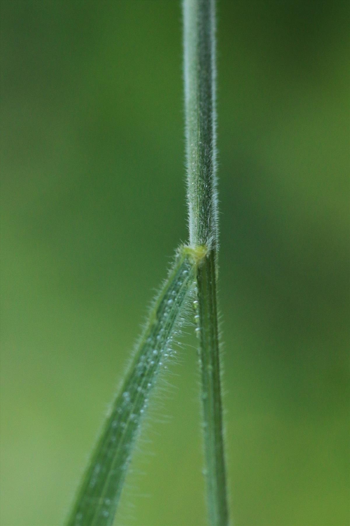 Trisetum flavescens (door Willem Braam)