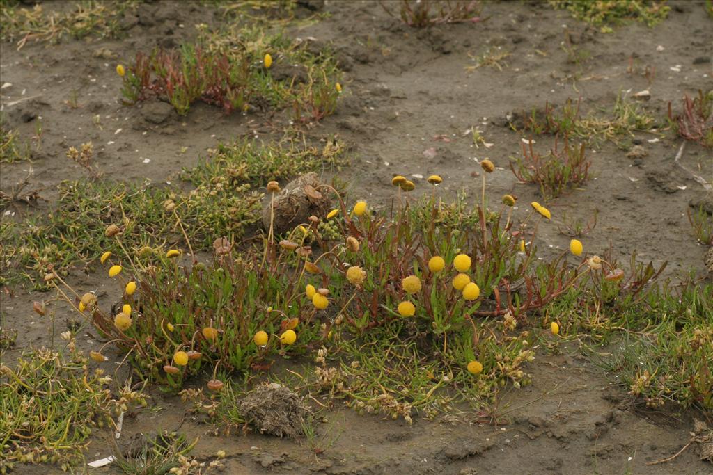 Cotula coronopifolia (door Willem Braam)