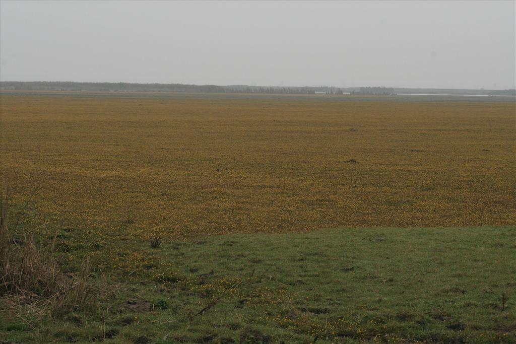 Cotula coronopifolia (door Willem Braam)