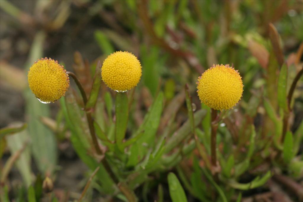 Cotula coronopifolia (door Willem Braam)
