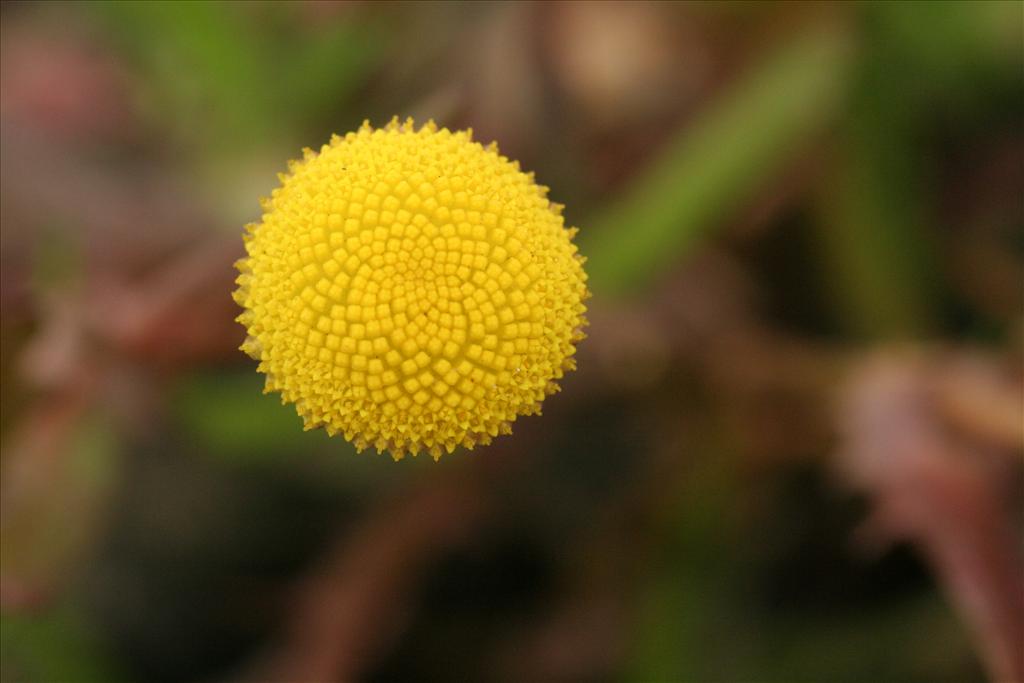 Cotula coronopifolia (door Willem Braam)